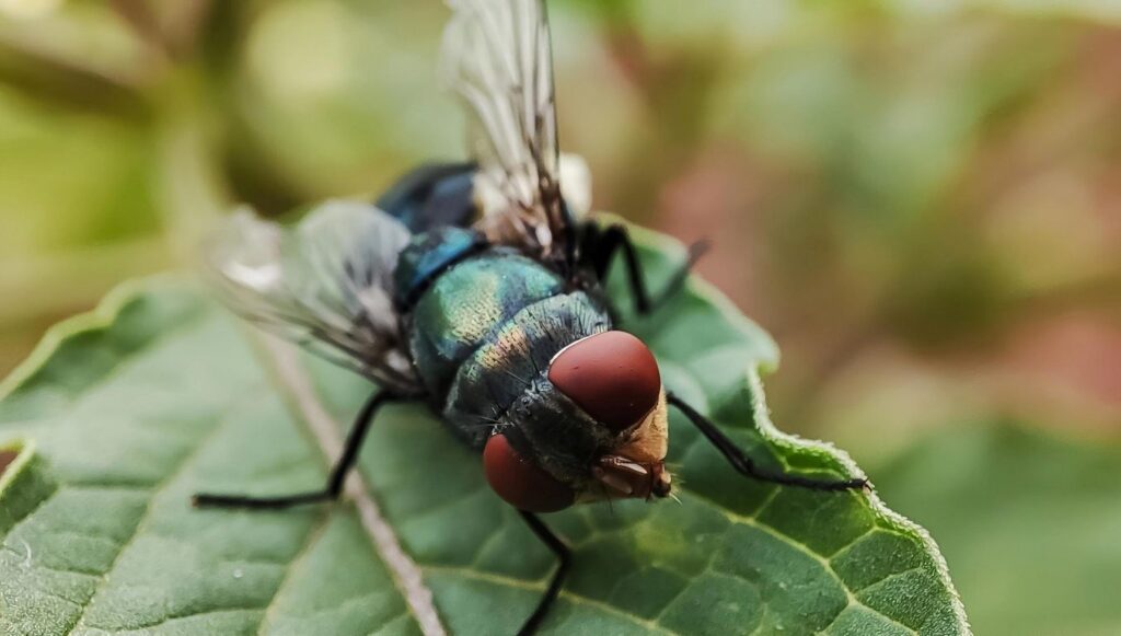 abdde ilk kez goruldu et yiyen parazit insan vucuduna sizdi FMvchiqF