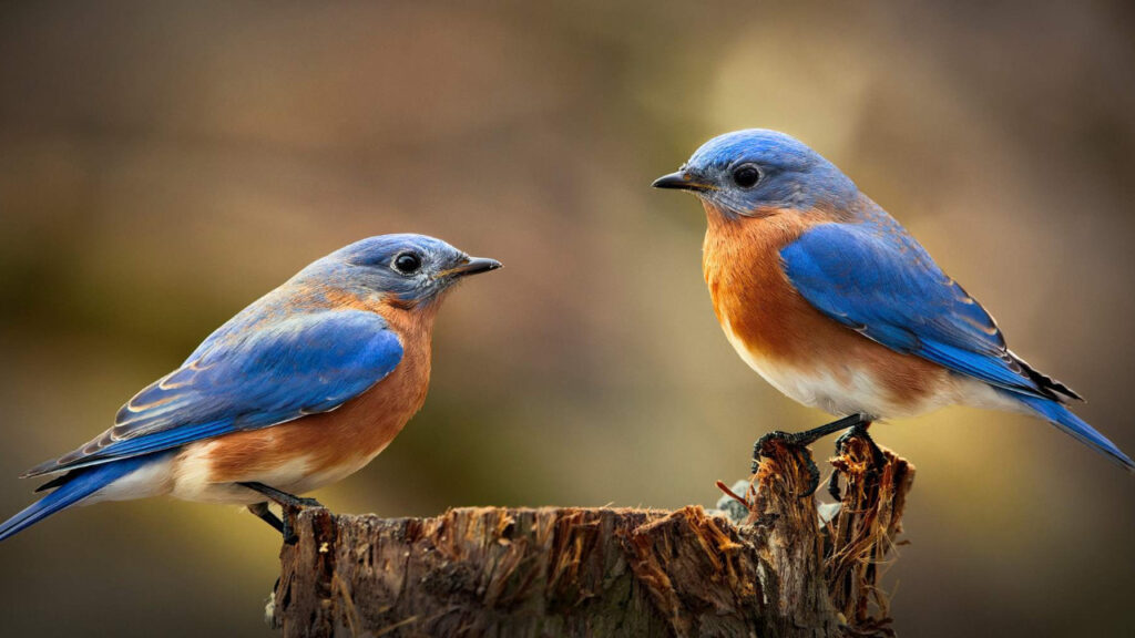 bir youtuber bir kusa png dosyasi yuklemeyi basardi peki bu nasil oldu q3lJj4ZH