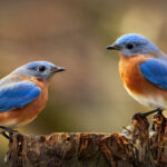 bir youtuber bir kusa png dosyasi yuklemeyi basardi peki bu nasil oldu q3lJj4ZH