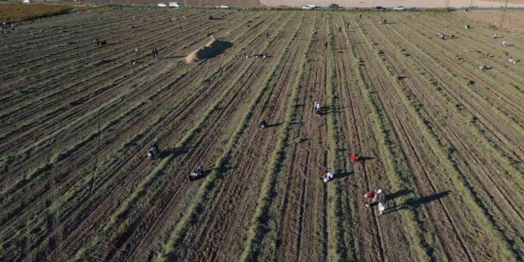 ciftcilerin borcu 1 trilyonu asti gelecek yillari on goremiyorlar LJrT8L72