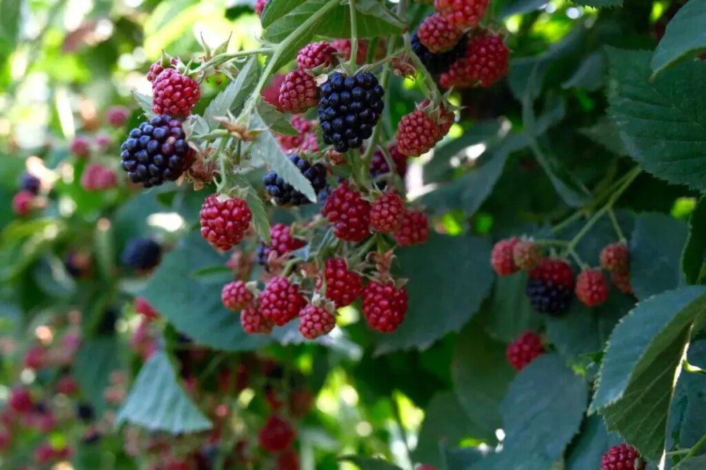 kestelde bogurtlen hasadi basladi Iyvj7Q7C