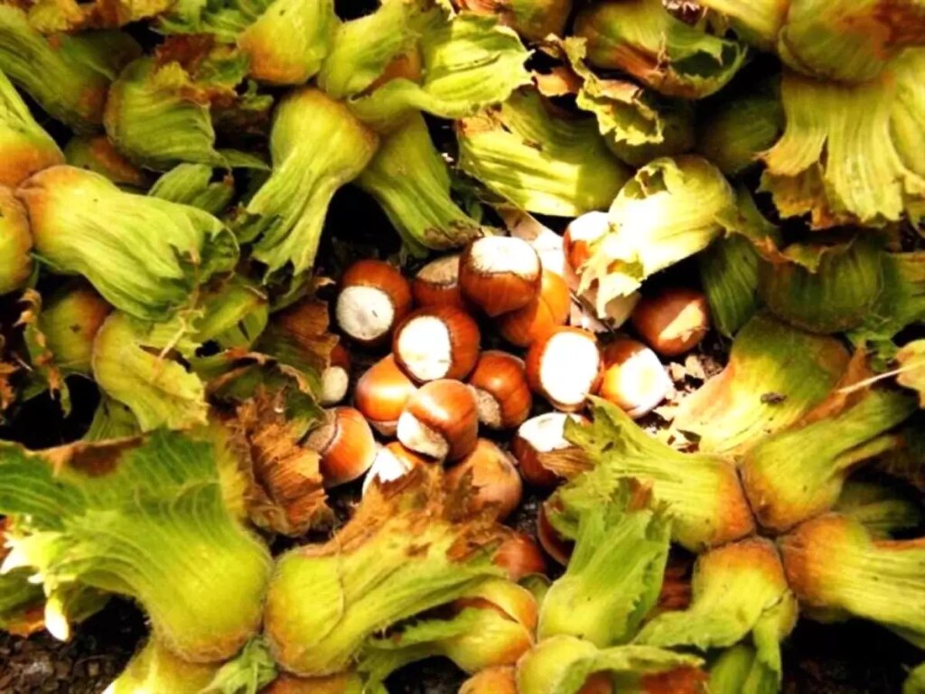 samsunda findik hasadi basladi naLRxwfS