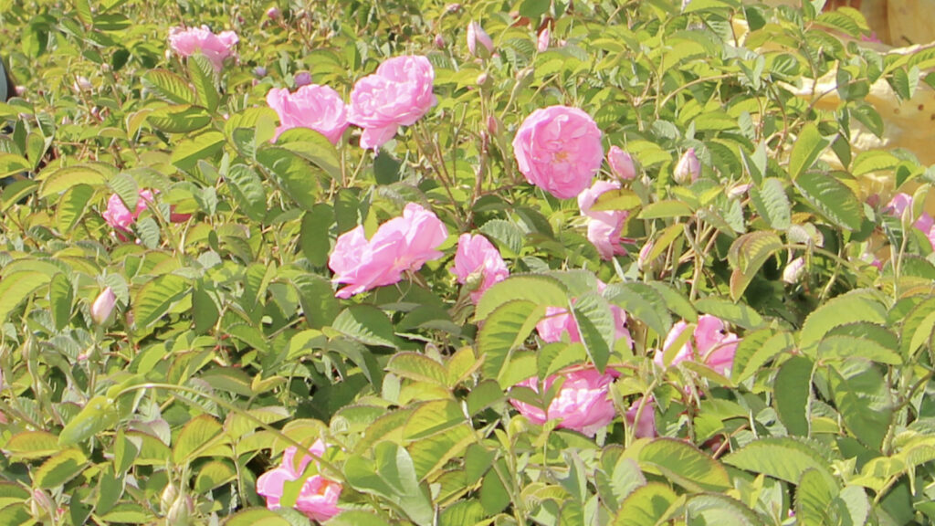 turkiyeyi etkisi altina alan zirai don gulu de vurdu rekolte yuzde 30 azaldi NO8mP3rU