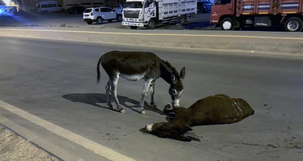 yurek sizlatan goruntu olen annesinin basindan ayrilmadi QPXCFxmJ