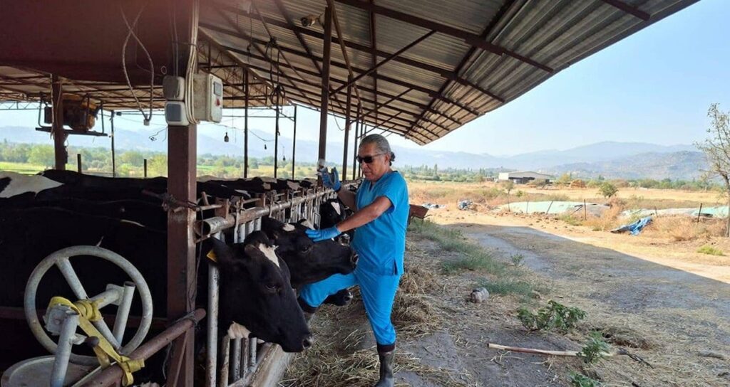 Bir il diken üstünde! Şap karantinası başladı, giriş çıkışlar yasaklandı