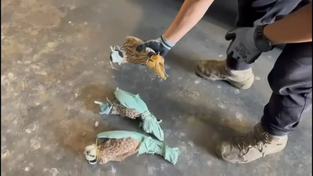 haburda sahin ve makak maymunu ele gecirildi iOxLQaYZ