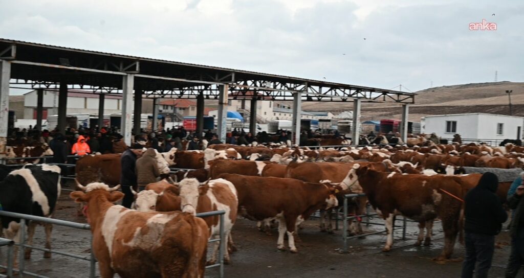Iğdır’da şap alarmı: Hayvan pazarı kapatıldı
