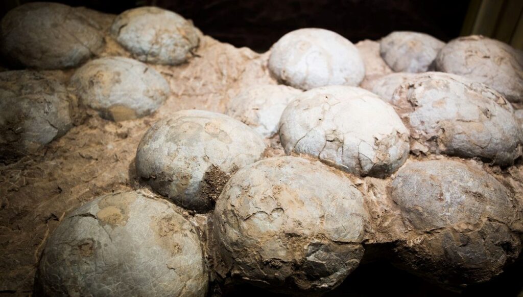 tarihte ilk kez bir dinozor yumurtasinin yasi hesaplandi VWPUu2hP