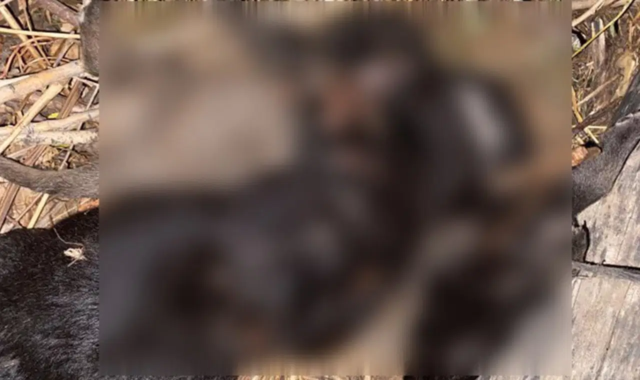 tokatta 4 yavru kopegin olum nedeni belli oldu AIJcZErC