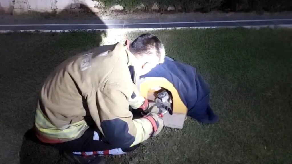 yarali kedi itfaiye tarafindan kurtarildi xYvEJ8g5