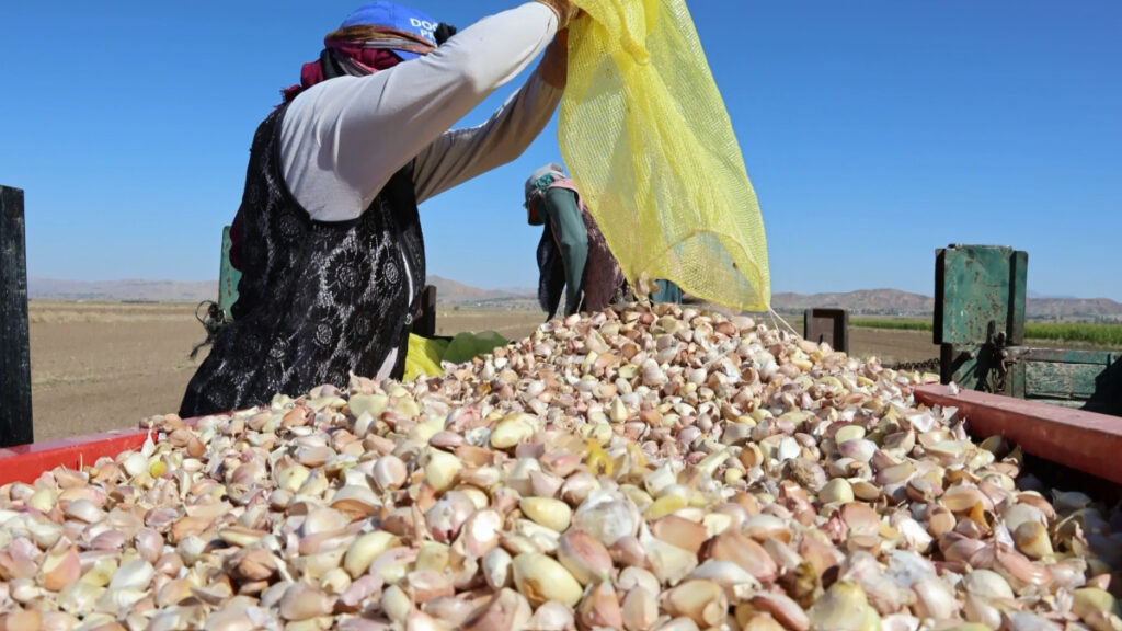 aksarayda organik sarimsaklarin ekimi basladi TqhsJd9k