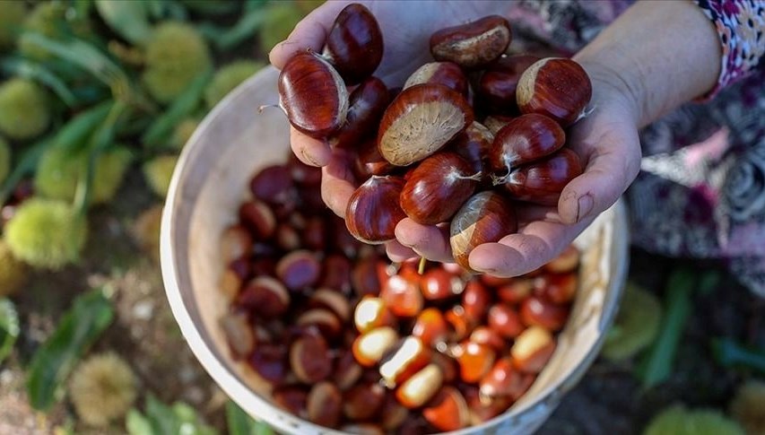 sezonun ilk kestaneleri cikti fiyati dudak ucuklatti ErdYrKQv.jpg