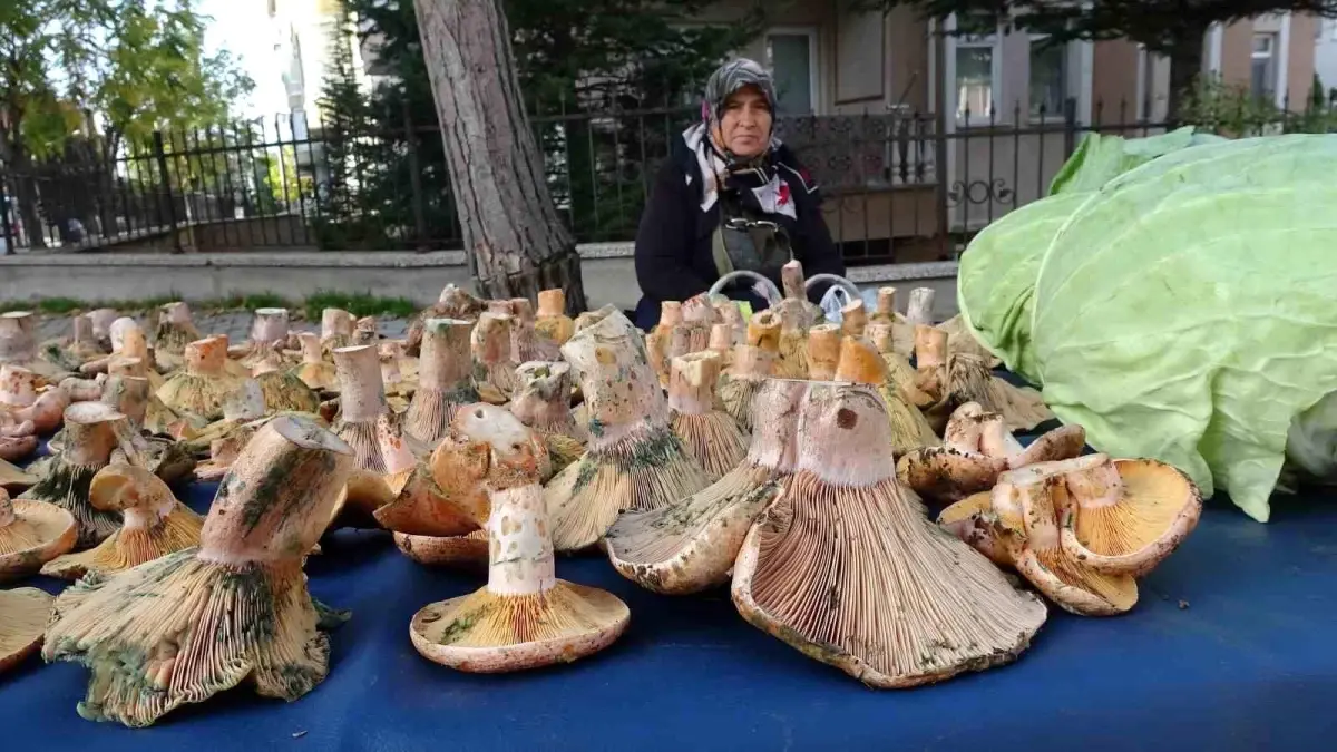 tavsanlida melki mantarina buyuk ilgi XpsStaGU.jpg